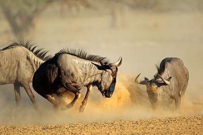 Postgraduate Certificate in Wildlife Management