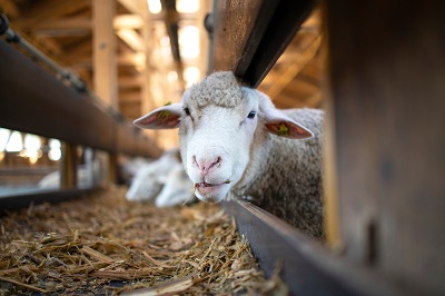 Advanced Diploma in Animal Production