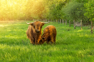 Postgraduate Certificate in Zookeeping