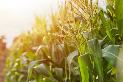 Advanced Diploma in Sustainable Agriculture