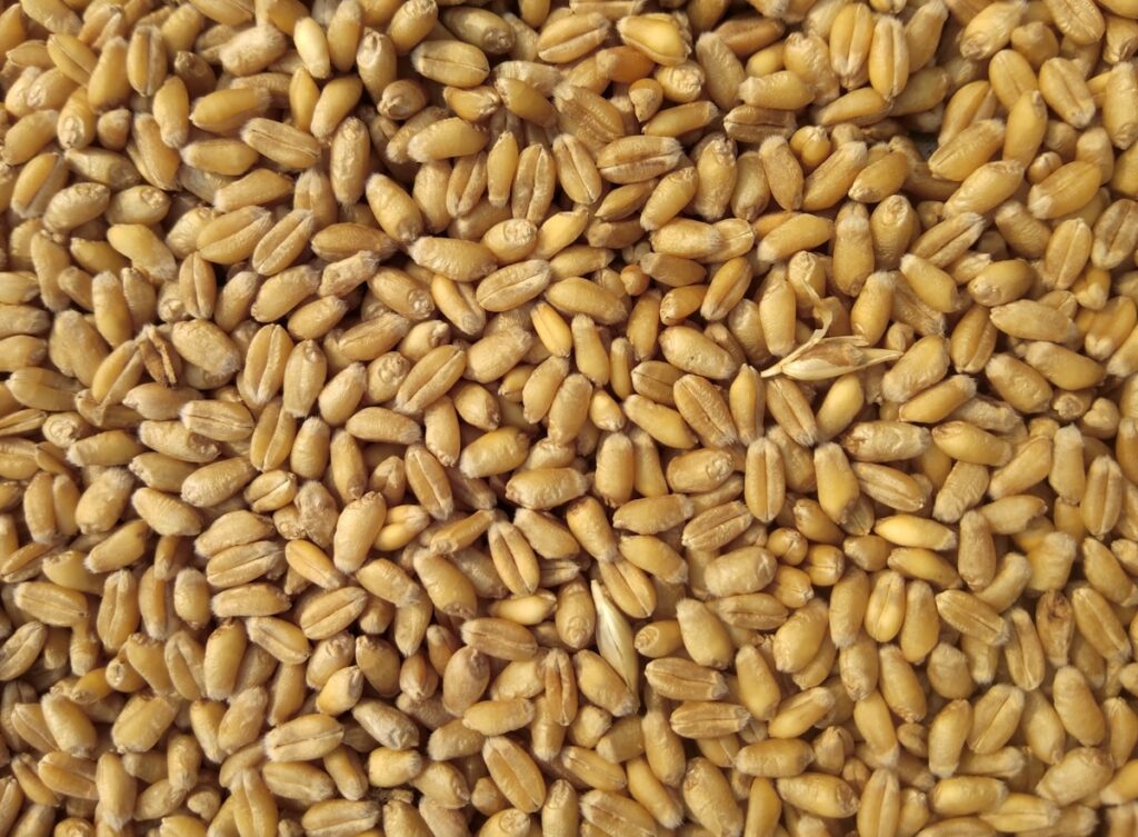Diverse crop rotation across farm fields with different crops growing in adjacent sections