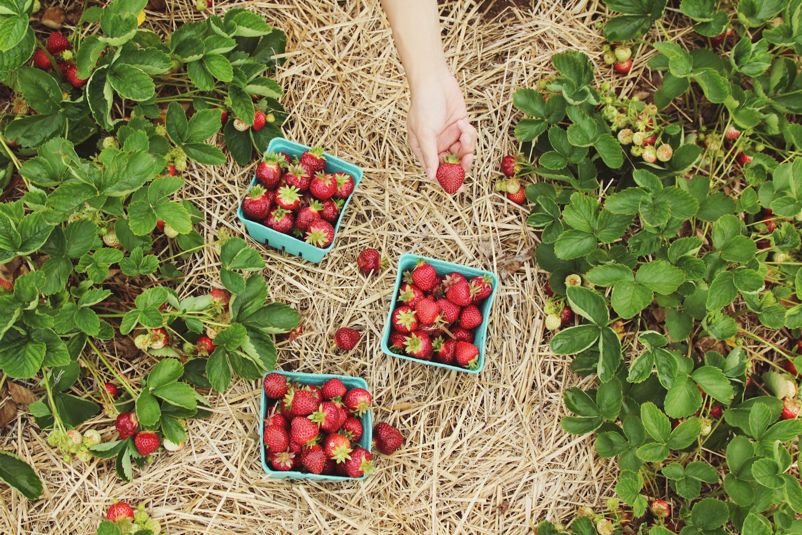 Diploma in Sustainable Agriculture