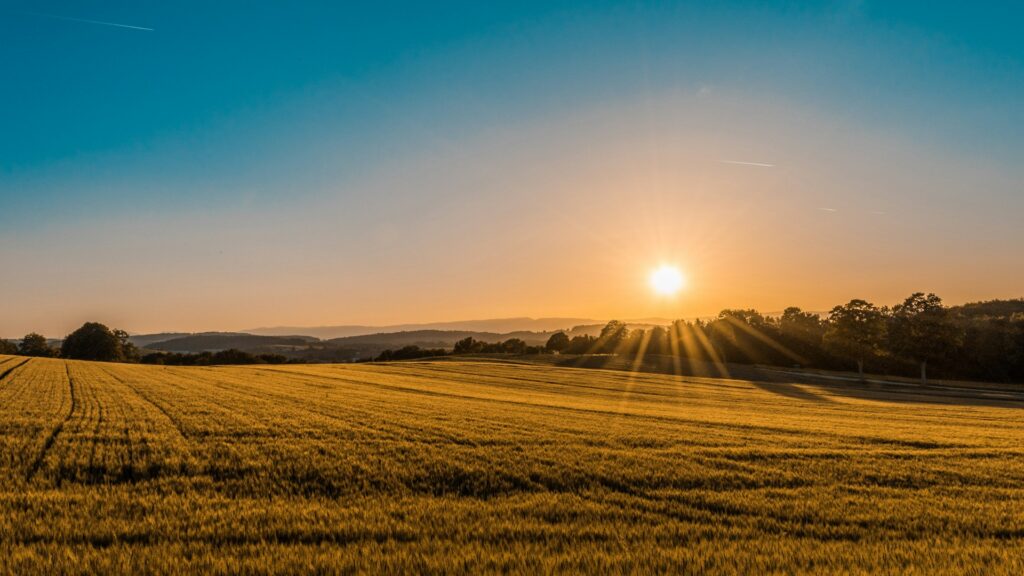 Golden wheat field at sunset representing Agritech Institute brand and global agriculture